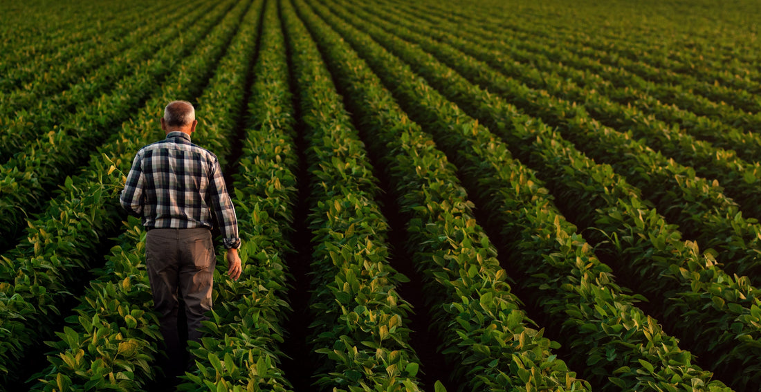 The Role of Specialty Chemicals in Modern Agriculture: Enhancing Productivity and Sustainability